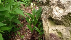 Govenia liliacea