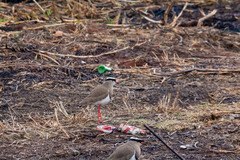 Vanellus coronatus coronatus