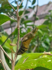Papilio memnon heronus