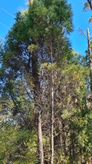 Callitris rhomboidea