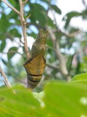 Papilio memnon heronus