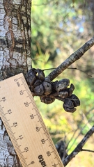 Callitris rhomboidea