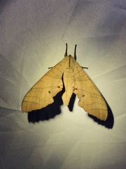 Marumba dyras