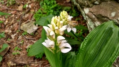 Govenia liliacea