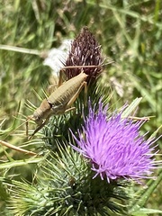 Ephippiger terrestris