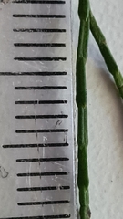 Callitris rhomboidea