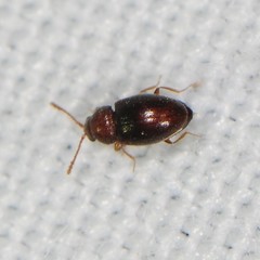 Atomaria