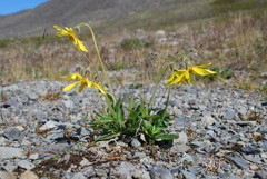 Arnica griscomii