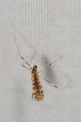 Erioptera caliptera