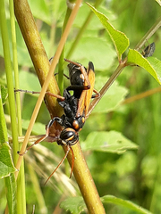 Cryptocheilus octomaculatus