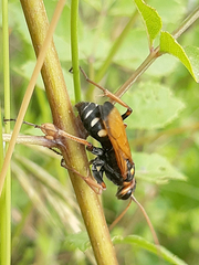 Cryptocheilus octomaculatus