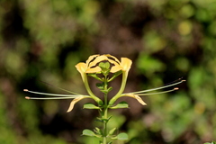Barleria rotundifolia