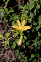 Barleria rotundifolia