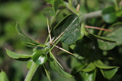 Barleria rotundifolia
