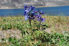 Delphinium chamissonis