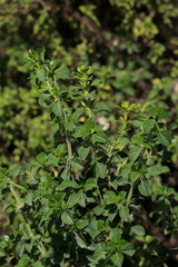 Barleria rotundifolia