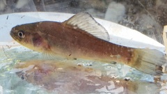 Aphredoderus sayanus