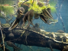 Lithobates heckscheri