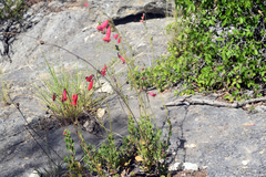 Penstemon baccharifolius