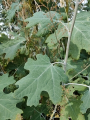 Macleaya