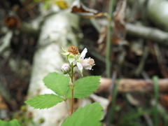 Rubus sulcatus