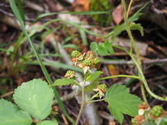 Rubus sulcatus
