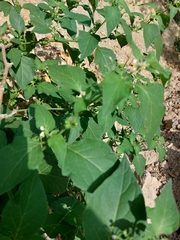 Solanum nigrum