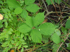 Rubus sulcatus
