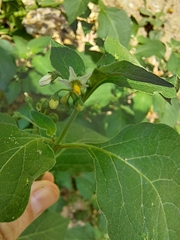 Solanum nigrum