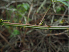 Rubus sulcatus