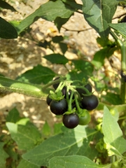 Solanum nigrum