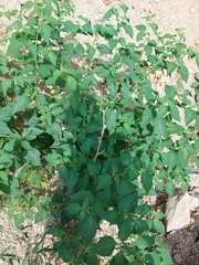 Solanum nigrum