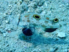 Signigobius biocellatus