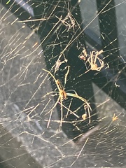 Trichonephila clavata