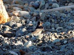 Hirundo rustica erythrogaster