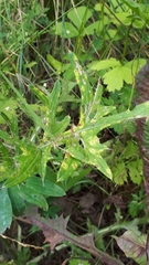 Puccinia cnici