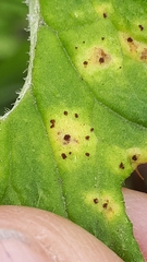 Puccinia cnici