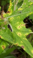 Puccinia cnici
