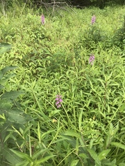 Platanthera peramoena