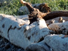 Hirundo rustica erythrogaster