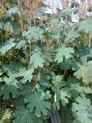 Macleaya