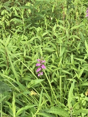 Platanthera peramoena