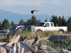 Hirundo rustica erythrogaster