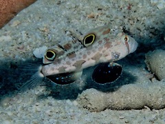 Signigobius biocellatus