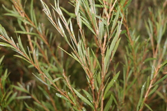 Melaleuca paludicola