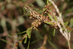 Melaleuca paludicola
