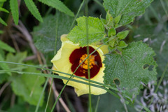 Hibiscus surattensis