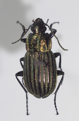 Chlaenius costulatus