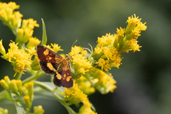 Pyrausta falcatalis