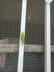 Zabalius ophthalmicus